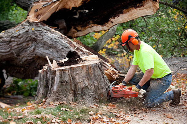 Why Choose Our Tree Removal Services in Presque Isle, ME?